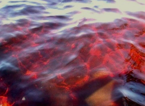 Весник апокалипсе – „Вода је поцрвенела као крв“ у многим земљама широм света